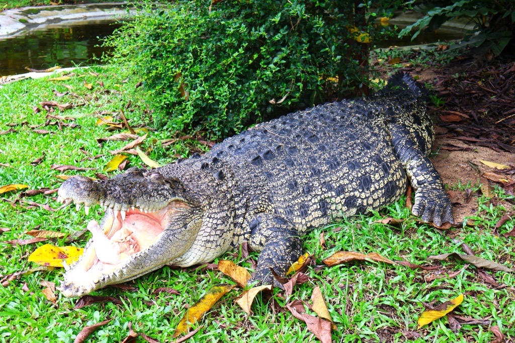 LINDUNGI BUAYA, WARISAN KITA