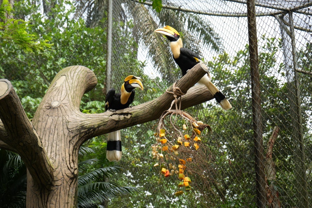 JOM SELAMATKAN ENGGANG PAPAN!